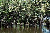 Tonle Sap - Kampong Phluk - Flooded mangrove forest